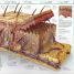 Knowledge Encyclopedia - thumbnail of spread image 5 Thumbnail image of Knowledge Encyclopedia - 5