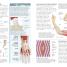 The Concise Human Body Book - thumbnail of spread image 2 Thumbnail image of The Concise Human Body Book - 2
