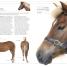 The Horse Encyclopedia - thumbnail of spread image 4 Thumbnail image of The Horse Encyclopedia - 4