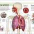 Pocket Eyewitness Human Body - thumbnail of spread image 2 Thumbnail image of Pocket Eyewitness Human Body - 2