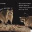 DK Readers L0: Nighttime Animals - thumbnail of spread image 3 Thumbnail image of DK Readers L0: Nighttime Animals - 3