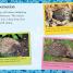 Hello Hedgehog - thumbnail of spread image 2 Thumbnail image of Hello Hedgehog - 2