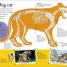 DKfindout! Big Cats - thumbnail of spread image 1 Thumbnail image of DKfindout! Big Cats - 1