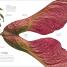 Flora - thumbnail of spread image 5 Thumbnail image of Flora - 5