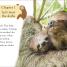 Sloths - thumbnail of spread image 3 Thumbnail image of Sloths - 3