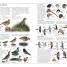 RSPB Birds of Britain and Europe - thumbnail of spread image 2 Thumbnail image of RSPB Birds of Britain and Europe - 2