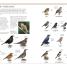 RSPB Complete Birds of Britain and Europe - thumbnail of spread image 2 Thumbnail image of RSPB Complete Birds of Britain and Europe - 2