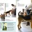 How To Train A Superdog - thumbnail of spread image 2 Thumbnail image of How To Train A Superdog - 2
