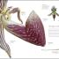 Flora - thumbnail of spread image 6 Thumbnail image of Flora - 6