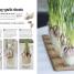 Indoor Edible Garden - thumbnail of spread image 4 Thumbnail image of Indoor Edible Garden - 4