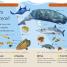 Sharks and Other Sea Creatures - thumbnail of spread image 2 Thumbnail image of Sharks and Other Sea Creatures - 2