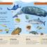 Sharks and Other Sea Creatures - thumbnail of spread image 4 Thumbnail image of Sharks and Other Sea Creatures - 4