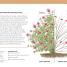 RHS Pruning Plant by Plant - thumbnail of spread image 3 Thumbnail image of RHS Pruning Plant by Plant - 3