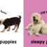 Baby Touch and Feel Puppies - thumbnail of spread image 1 Thumbnail image of Baby Touch and Feel Puppies - 1