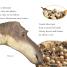 DK Readers L2: Dinosaur Dinners - thumbnail of spread image 4 Thumbnail image of DK Readers L2: Dinosaur Dinners - 4