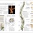 The Concise Human Body Book - thumbnail of spread image 3 Thumbnail image of The Concise Human Body Book - 3