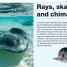 Pocket Genius: Sharks - thumbnail of spread image 4 Thumbnail image of Pocket Genius: Sharks - 4