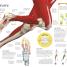 Human Body A Children's Encyclopedia - thumbnail of spread image 3 Thumbnail image of Human Body A Children's Encyclopedia - 3