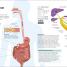 Body MOT - thumbnail of spread image 2 Thumbnail image of Body MOT - 2