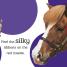 Touch and Feel: Ponies - thumbnail of spread image 1 Thumbnail image of Touch and Feel: Ponies - 1