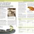 Nature Guide: Snakes and Other Reptiles and Amphibians - thumbnail of spread image 2 Thumbnail image of Nature Guide: Snakes and Other Reptiles and Amphibians - 2