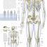 The Human Body Book - thumbnail of spread image 4 Thumbnail image of The Human Body Book - 4