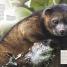 Animal - thumbnail of spread image 2 Thumbnail image of Animal - 2