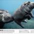 The Animal Book - thumbnail of spread image 1 Thumbnail image of The Animal Book - 1