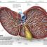 Human Body! - thumbnail of spread image 1 Thumbnail image of Human Body! - 1