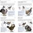 American Museum of Natural History: Pocket Birds of North America, Western Region - thumbnail of spread image 3 Thumbnail image of American Museum of Natural History: Pocket Birds of North America, Western Region - 3
