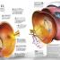 13½ Incredible Things You Need to Know About Everything - thumbnail of spread image 6 Thumbnail image of 13½ Incredible Things You Need to Know About Everything - 6