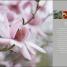 Encyclopedia of Plants and Flowers - thumbnail of spread image 2 Thumbnail image of Encyclopedia of Plants and Flowers - 2