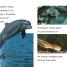 DK Readers L1: Diving Dolphin - thumbnail of spread image 3 Thumbnail image of DK Readers L1: Diving Dolphin - 3
