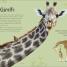 An Anthology of Intriguing Animals - thumbnail of spread image 4 Thumbnail image of An Anthology of Intriguing Animals - 4