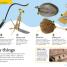 DKfindout! Ancient Rome - thumbnail of spread image 3 Thumbnail image of DKfindout! Ancient Rome - 3