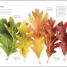 Flora - thumbnail of spread image 8 Thumbnail image of Flora - 8