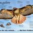 Everything You Need to Know About Birds - thumbnail of spread image 3 Thumbnail image of Everything You Need to Know About Birds - 3