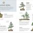 Happy Bonsai - thumbnail of spread image 1 Thumbnail image of Happy Bonsai - 1