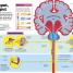 How the Body Works - thumbnail of spread image 1 Thumbnail image of How the Body Works - 1