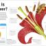 Trees, Leaves, Flowers & Seeds - thumbnail of spread image 2 Thumbnail image of Trees, Leaves, Flowers & Seeds - 2