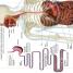 Pocket Genius: Human Body - thumbnail of spread image 2 Thumbnail image of Pocket Genius: Human Body - 2