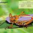 Bugs Ultimate Sticker Book - thumbnail of spread image 3 Thumbnail image of Bugs Ultimate Sticker Book - 3