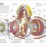 Stephen Biesty's Incredible Body Cross-Sections - thumbnail of spread image 2 Thumbnail image of Stephen Biesty's Incredible Body Cross-Sections - 2