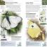 Butterflies and Moths - thumbnail of spread image 2 Thumbnail image of Butterflies and Moths - 2