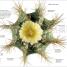 Trees, Leaves, Flowers & Seeds - thumbnail of spread image 3 Thumbnail image of Trees, Leaves, Flowers & Seeds - 3