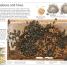 DK Eyewitness Books: Insect - thumbnail of spread image 3 Thumbnail image of DK Eyewitness Books: Insect - 3