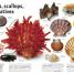The Rock and Gem Book - thumbnail of spread image 2 Thumbnail image of The Rock and Gem Book - 2
