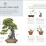 Happy Bonsai - thumbnail of spread image 4 Thumbnail image of Happy Bonsai - 4