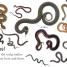 DK Readers L0: Snakes Slither and Hiss - thumbnail of spread image 1 Thumbnail image of DK Readers L0: Snakes Slither and Hiss - 1