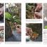 Practical Houseplant Book - thumbnail of spread image 3 Thumbnail image of Practical Houseplant Book - 3